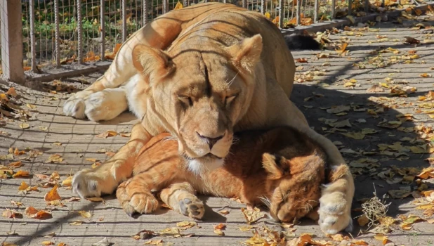 Львы в Барнаульском зоопарке.