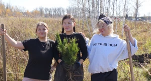 Посадка 12 тыс. кедровых саженцев.