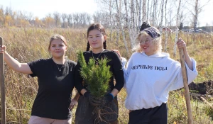 Посадка 12 тыс. кедровых саженцев.