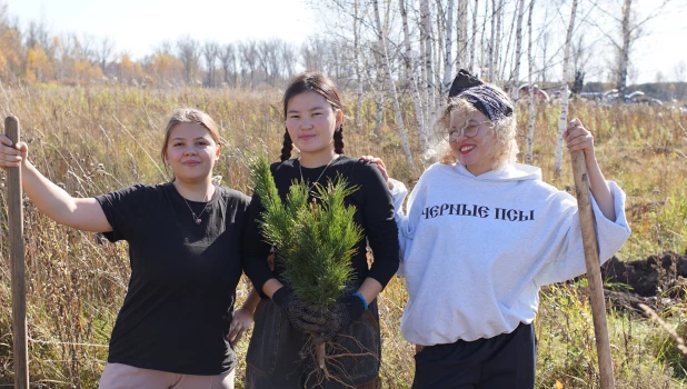 Посадка 12 тыс. кедровых саженцев.