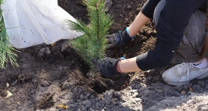 Посадка 12 тыс. кедровых саженцев.