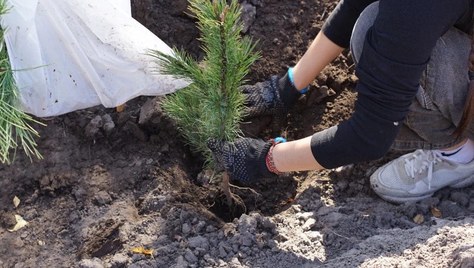 Посадка 12 тыс. кедровых саженцев.