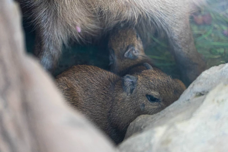 Маленькие капибары 