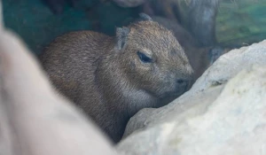 Маленькие капибары 