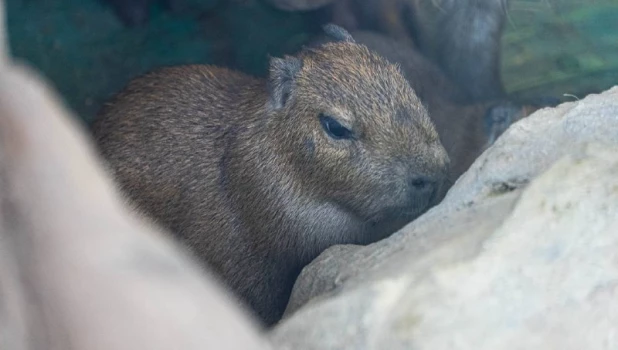 Маленькие капибары 