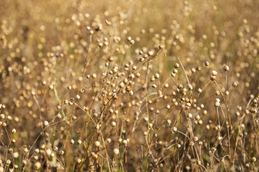 Фермерское хозяйство &quot;Березовая роща&quot;.