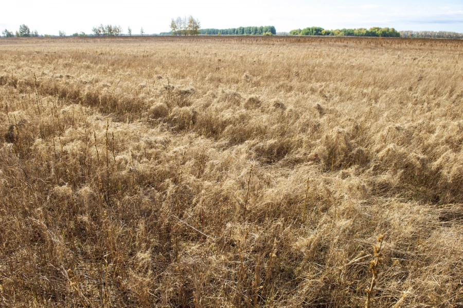 Фермерское хозяйство &quot;Березовая роща&quot;.