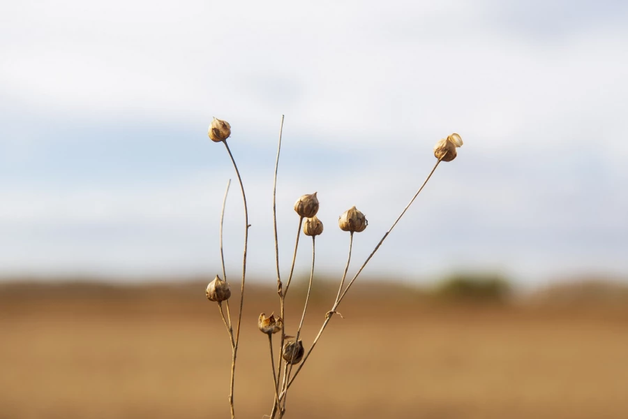 Фермерское хозяйство &quot;Березовая роща&quot;.