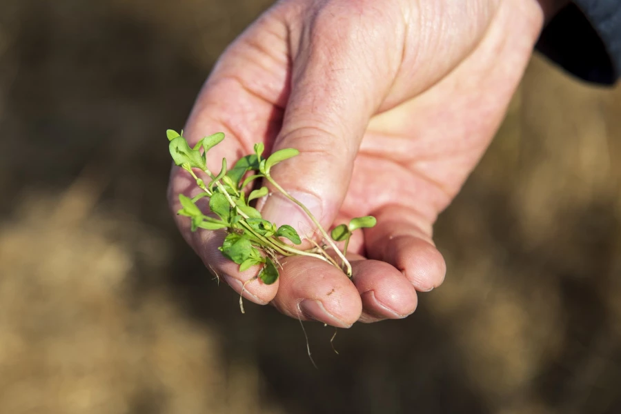 Фермерское хозяйство &quot;Березовая роща&quot;.