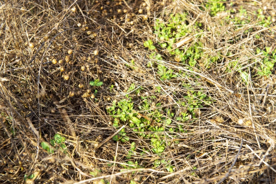 Фермерское хозяйство &quot;Березовая роща&quot;.