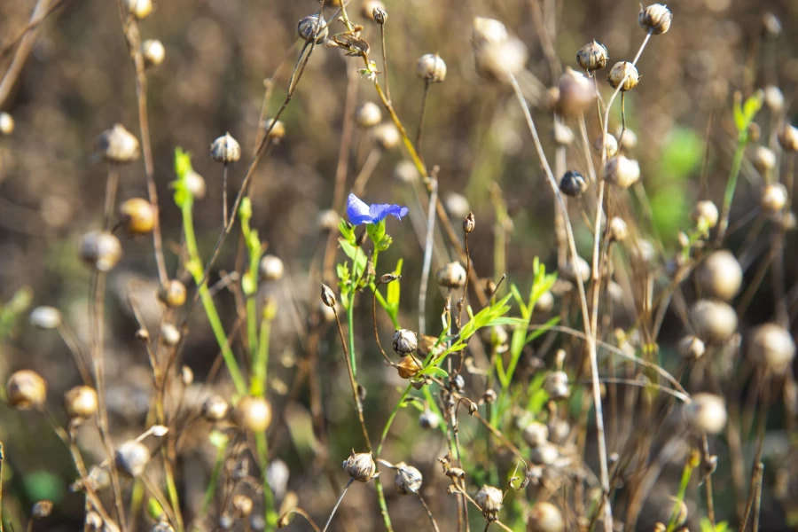 Фермерское хозяйство &quot;Березовая роща&quot;.