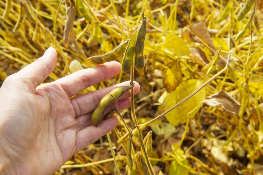 Фермерское хозяйство &quot;Березовая роща&quot;.