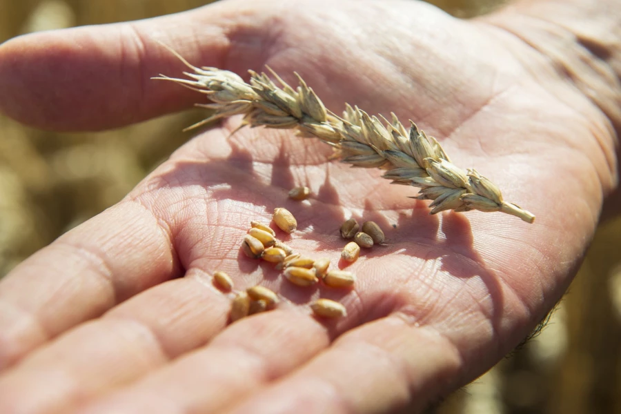 Фермерское хозяйство &quot;Березовая роща&quot;.