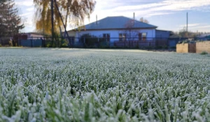 Иней на розах.