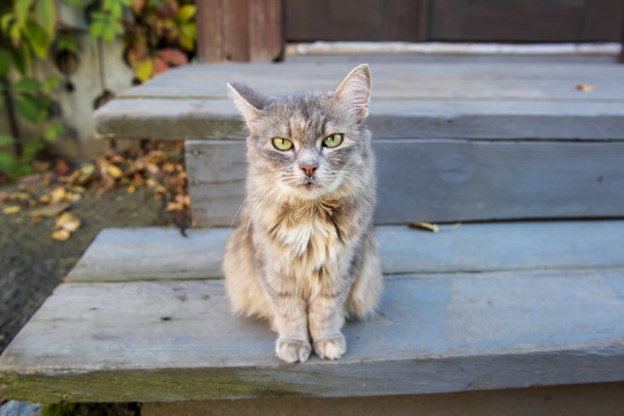 Осень в Барнауле, сентябрь-октябрь 2025. 