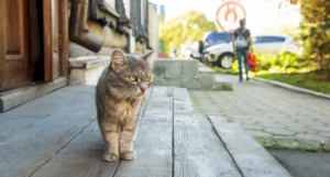 Осень в Барнауле, сентябрь-октябрь 2025. 