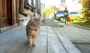 Осень в Барнауле, сентябрь-октябрь 2025. 