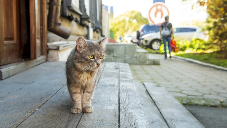 Осень в Барнауле, сентябрь-октябрь 2025. 