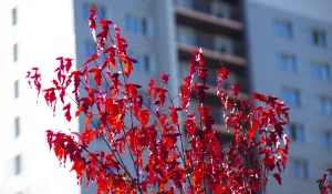 Осень в Барнауле, сентябрь-октябрь 2025. 