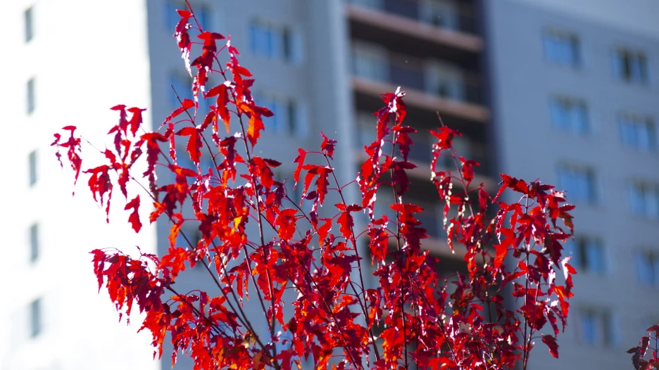 Осень в Барнауле, сентябрь-октябрь 2025. 