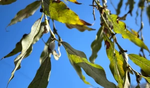 В Барнауле пробуждается сирень и снежноягодник.
