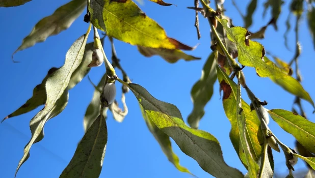 В Барнауле пробуждается сирень и снежноягодник.