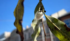 В Барнауле пробуждается сирень и снежноягодник.