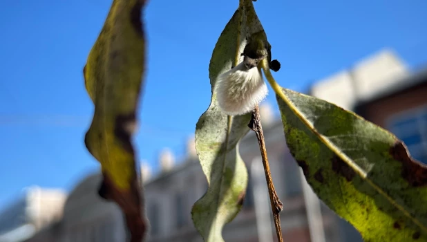 В Барнауле пробуждается сирень и снежноягодник.
