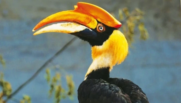 Птица-носорог Шанти