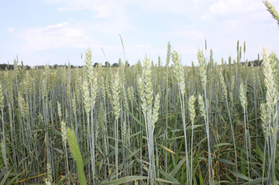 Пшеница на полях &quot;Рассии&quot;.
