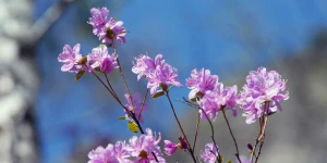 Горный Алтай. Весна. Маральник.