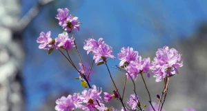 Горный Алтай. Весна. Маральник.