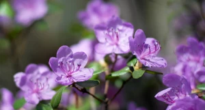 Горный Алтай. Весна. Маральник.