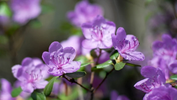 Горный Алтай. Весна. Маральник.