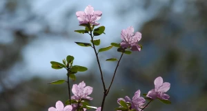 Горный Алтай. Весна. Маральник.