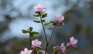 Горный Алтай. Весна. Маральник.