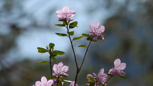 Горный Алтай. Весна. Маральник.