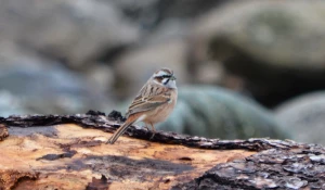 Птицы в Алтайском заповеднике 