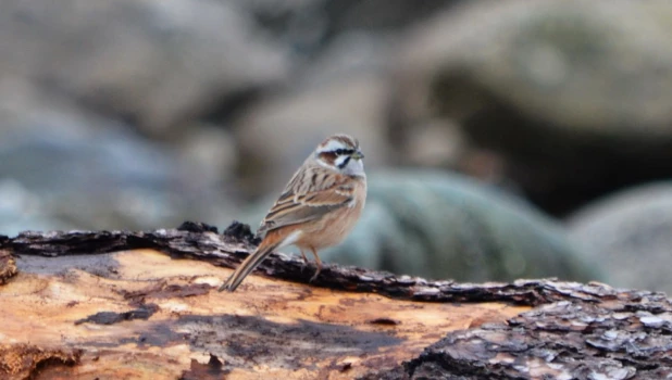 Птицы в Алтайском заповеднике 