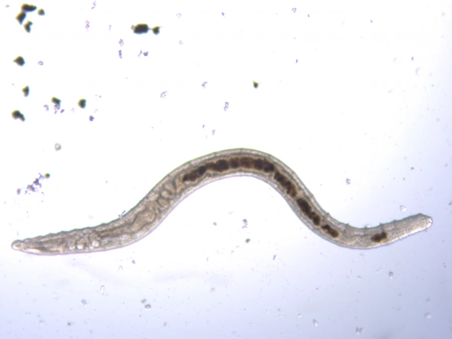 Черви. Нематоды. Лаборатория. Исследования