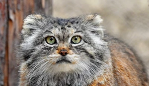 Звери Республики Алтай