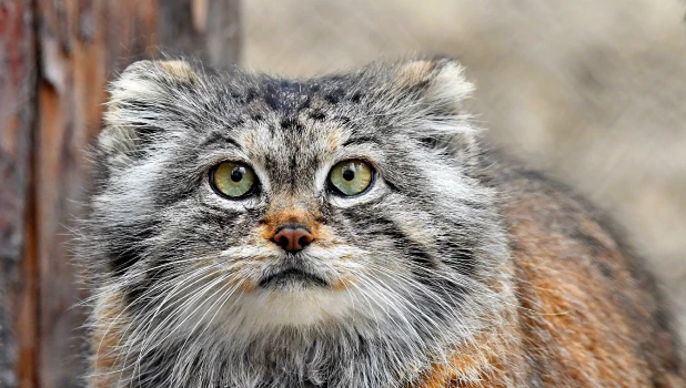 Звери Республики Алтай