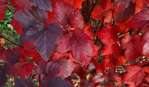 Октябрь в 2024 году