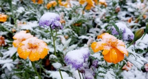 Первый снег в Барнауле.