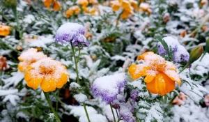 Первый снег в Барнауле.