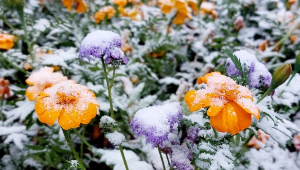Первый снег в Барнауле.