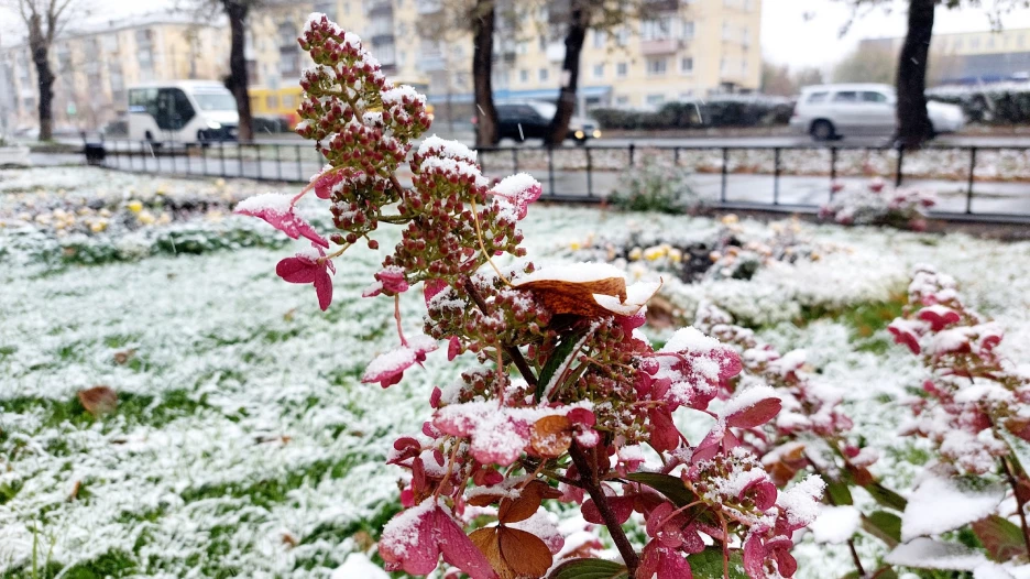 Первый снег в Барнауле.