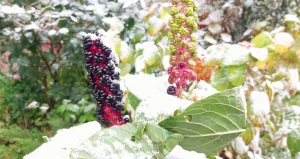 В Барнауле лег первый снег.