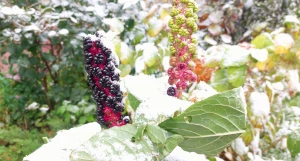 В Барнауле лег первый снег.