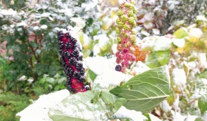 В Барнауле лег первый снег.